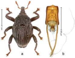 Image of Trigonopterus pararugosus Riedel 2014