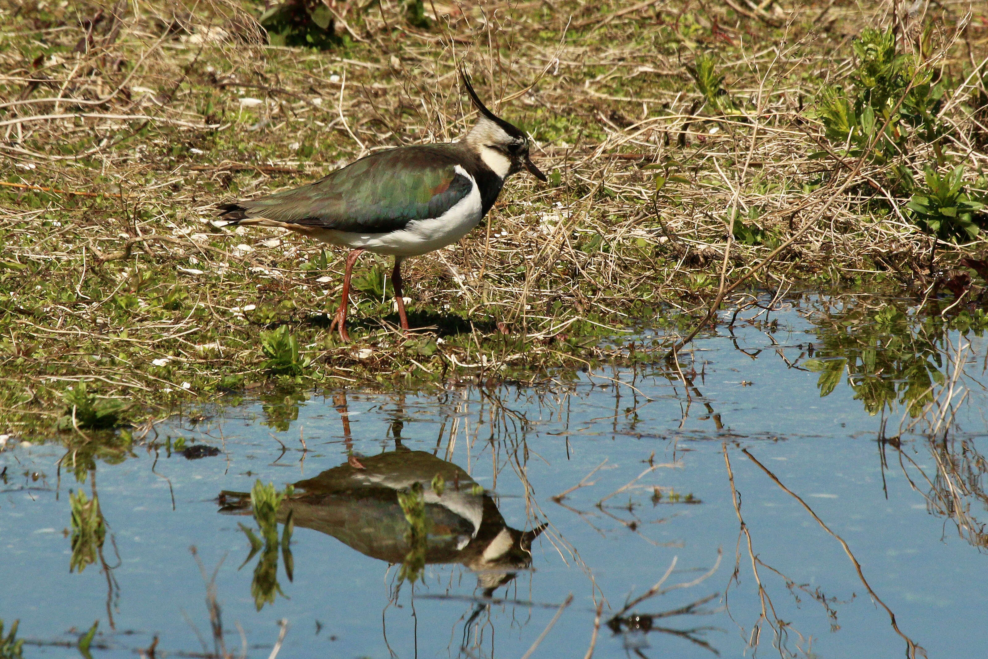 Image of Lapwing