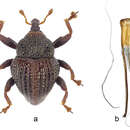 Image of Trigonopterus parasumbawensis Riedel 2014