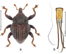 Image of Trigonopterus parasumbawensis Riedel 2014