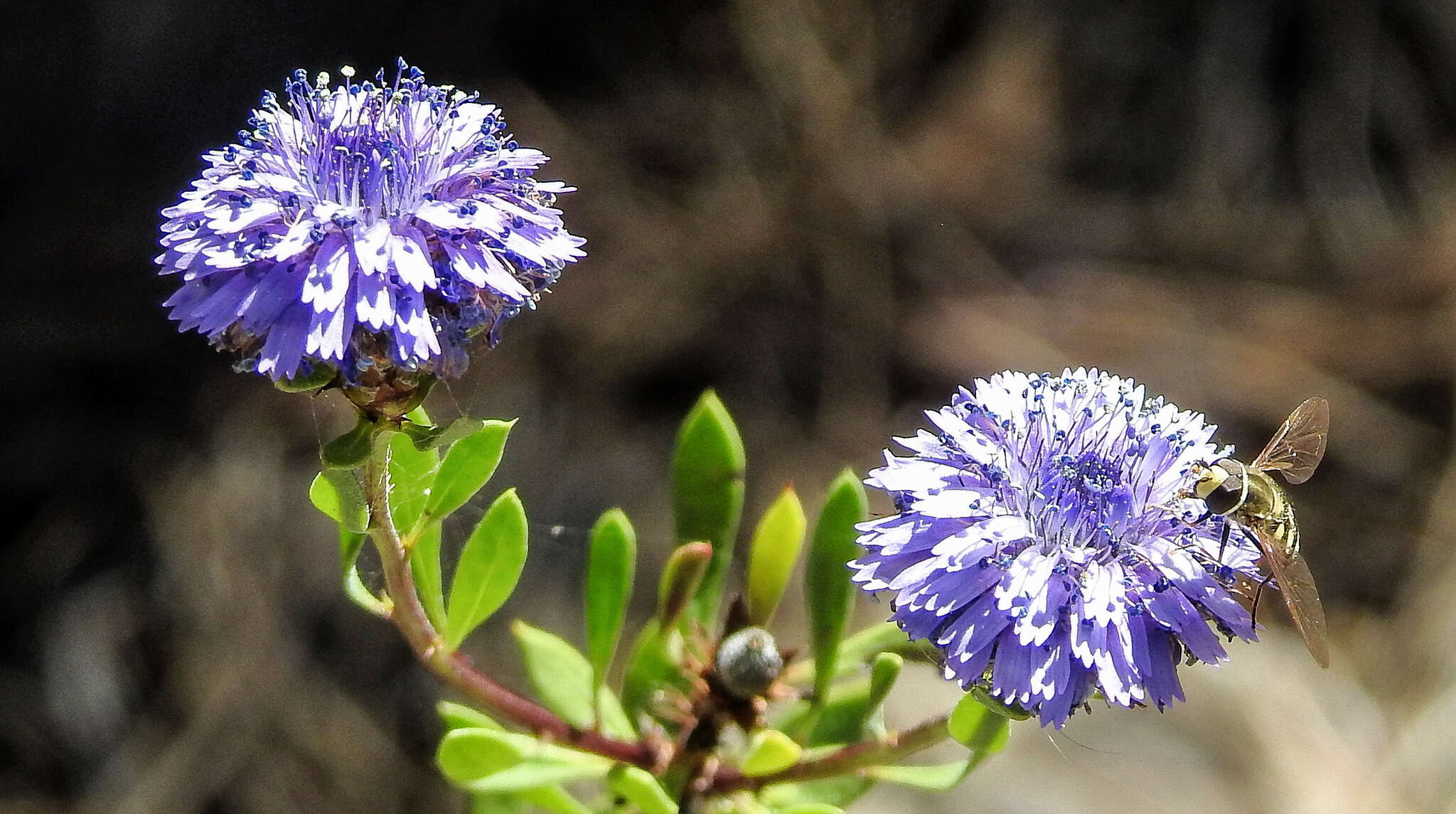 Image of Alypo globe daisy