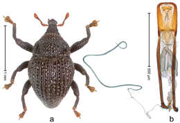 Image of Trigonopterus pauxillus Riedel 2014