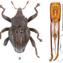 Image of Trigonopterus payungensis Riedel 2014
