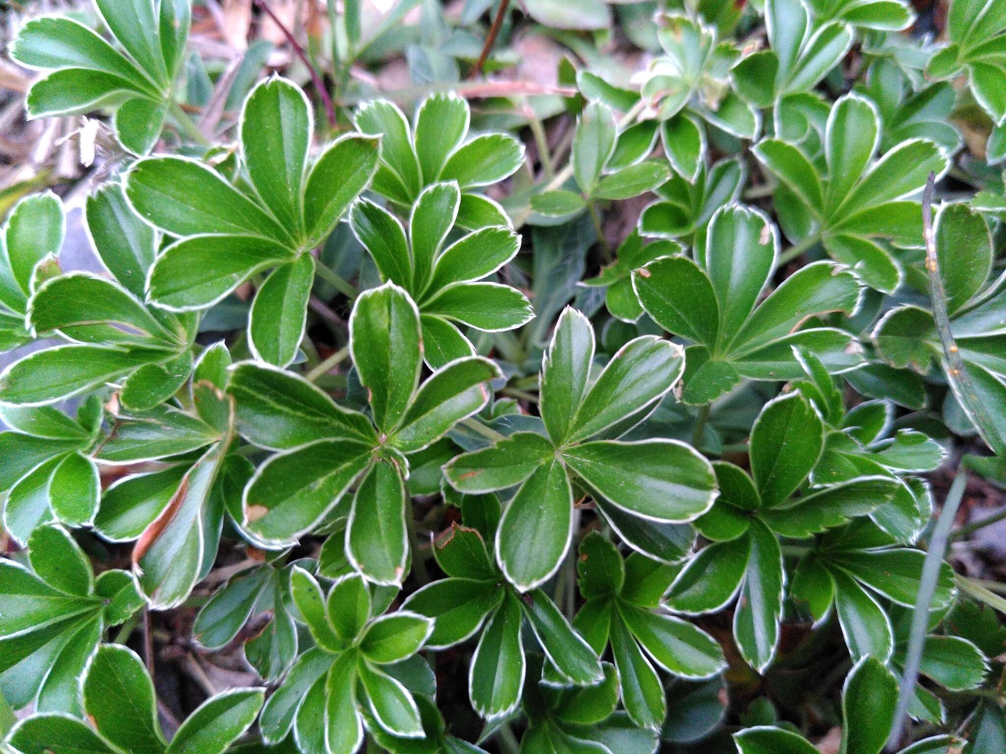 Image of Alchemilla saxatilis Buser