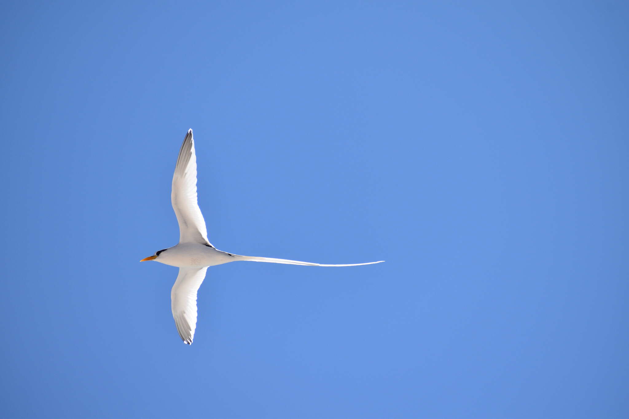 Image of longtail