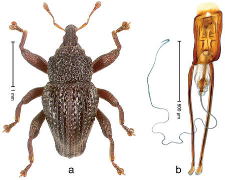 Image of Trigonopterus porcatus Riedel 2014