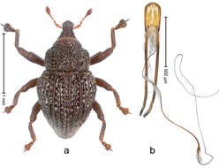 Image of Trigonopterus pseudoflorensis Riedel 2014