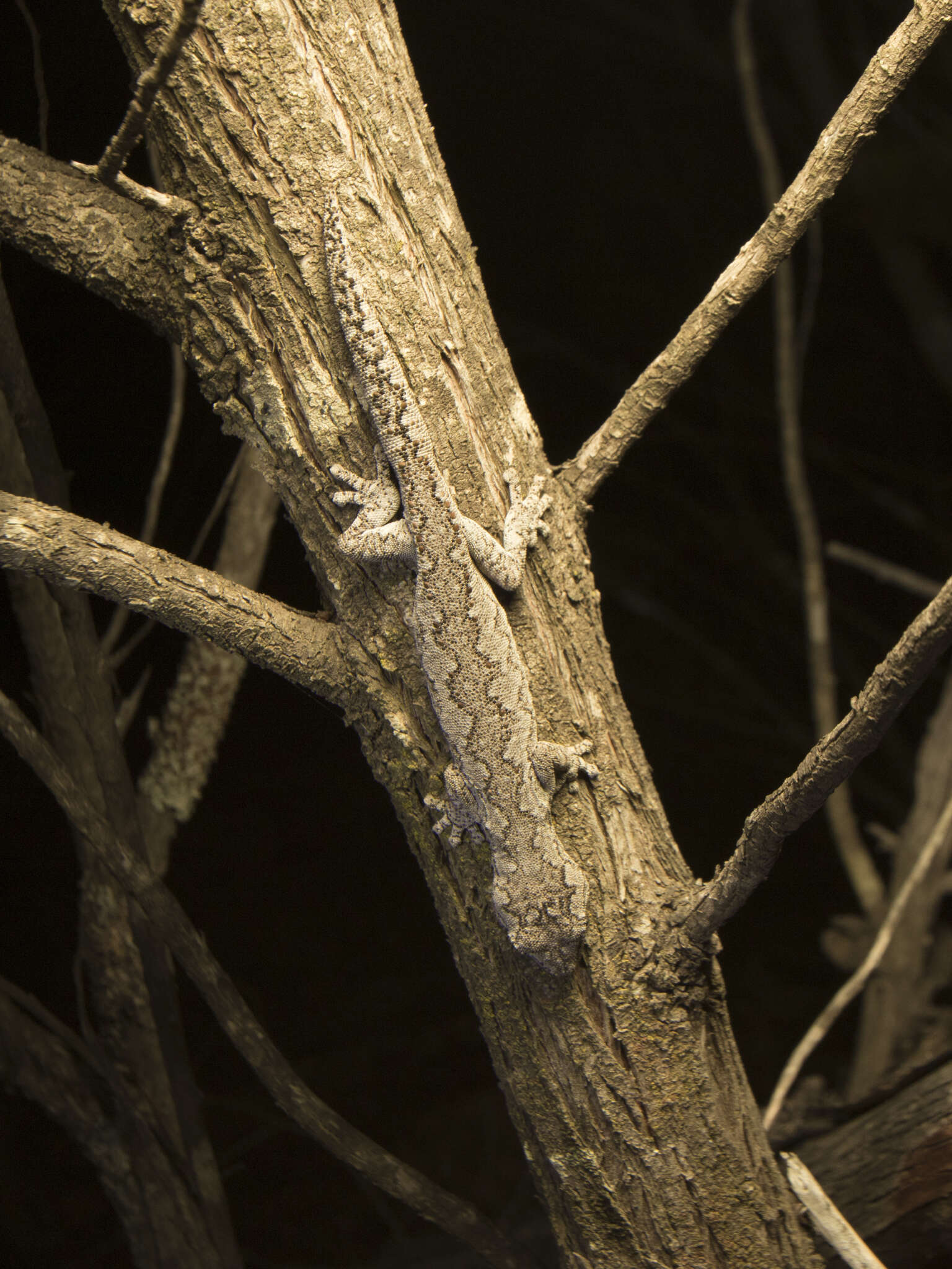 Image of Eastern Spiny-tailed Gecko