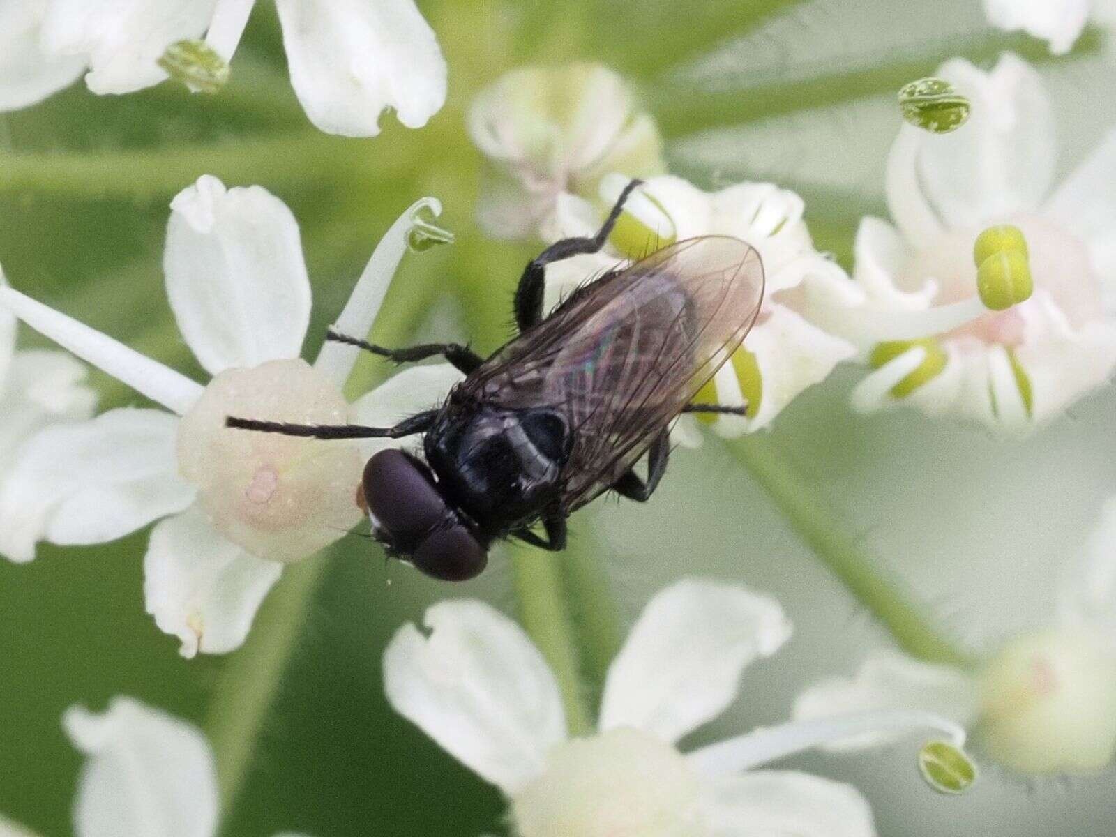 Image of Litophasia hyalipennis (Fallen 1815)