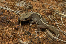 Image de Diplodactylus vittatus Gray 1832