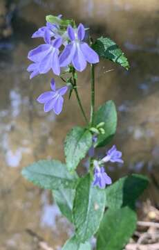 Image de Lobelia georgiana McVaugh