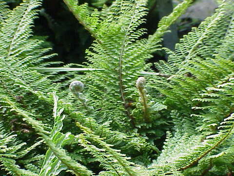 Image de polystic à soies