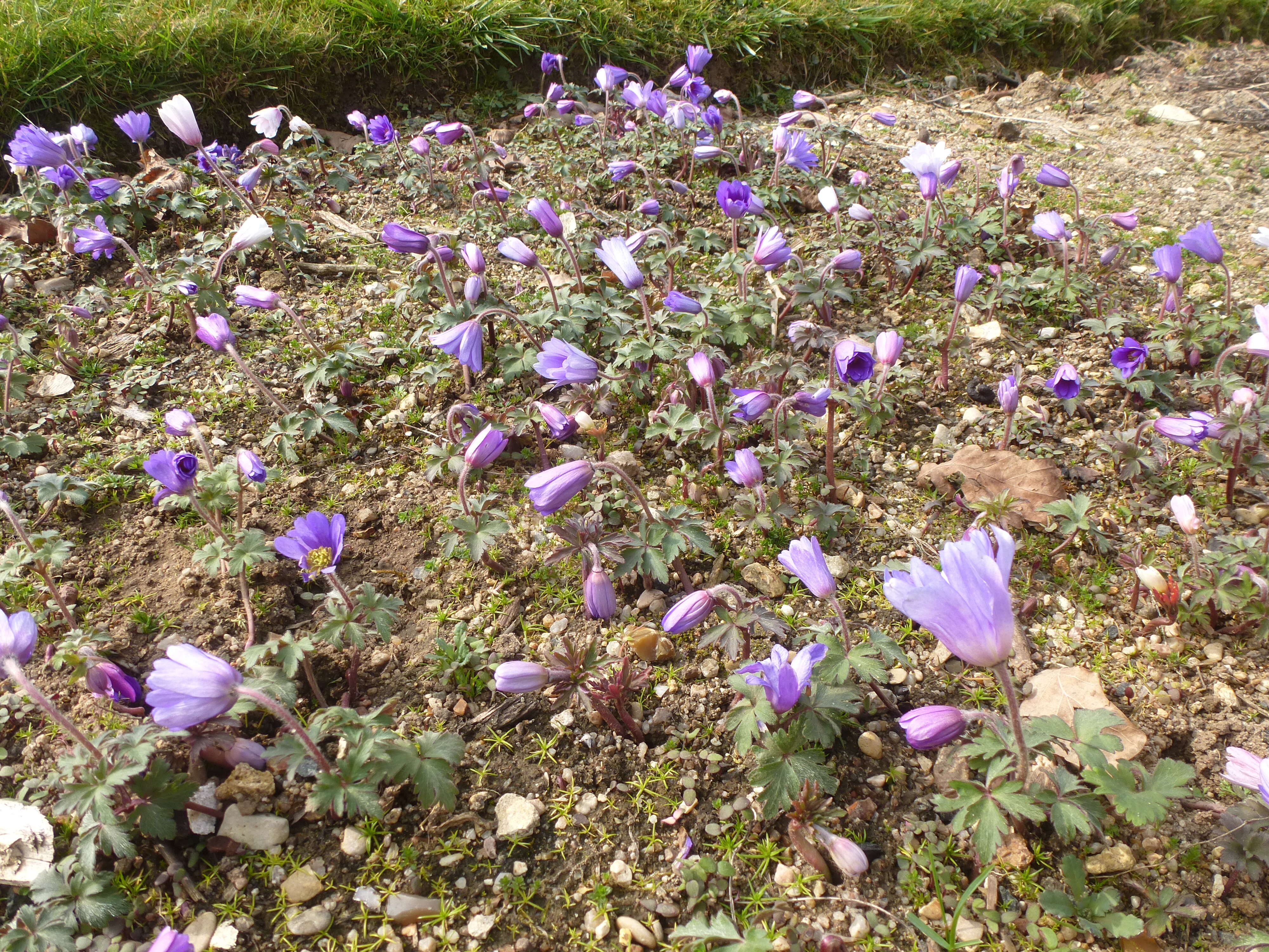 Image of Balkan Anemone