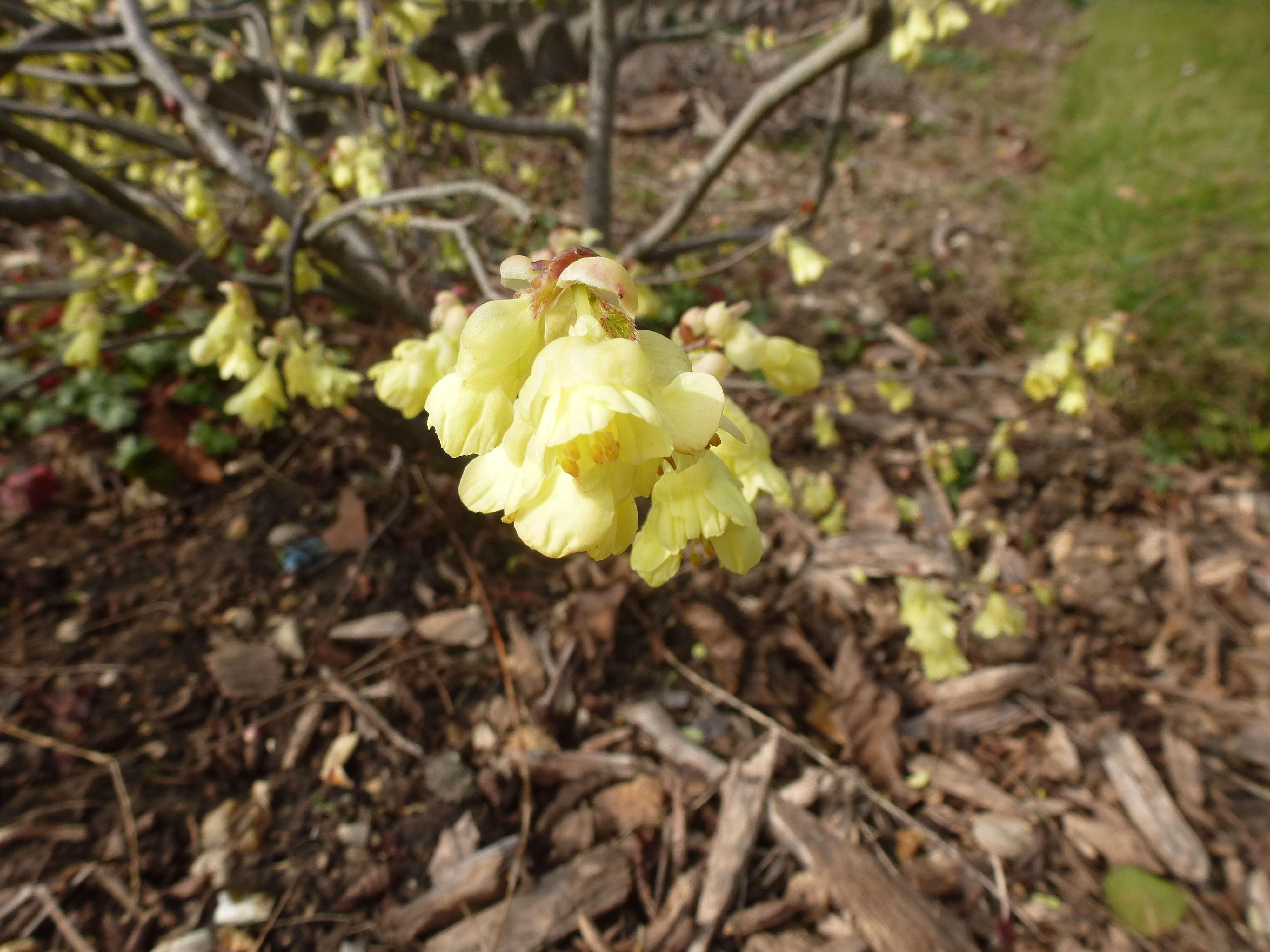 Image of Buttercup winter-hazel