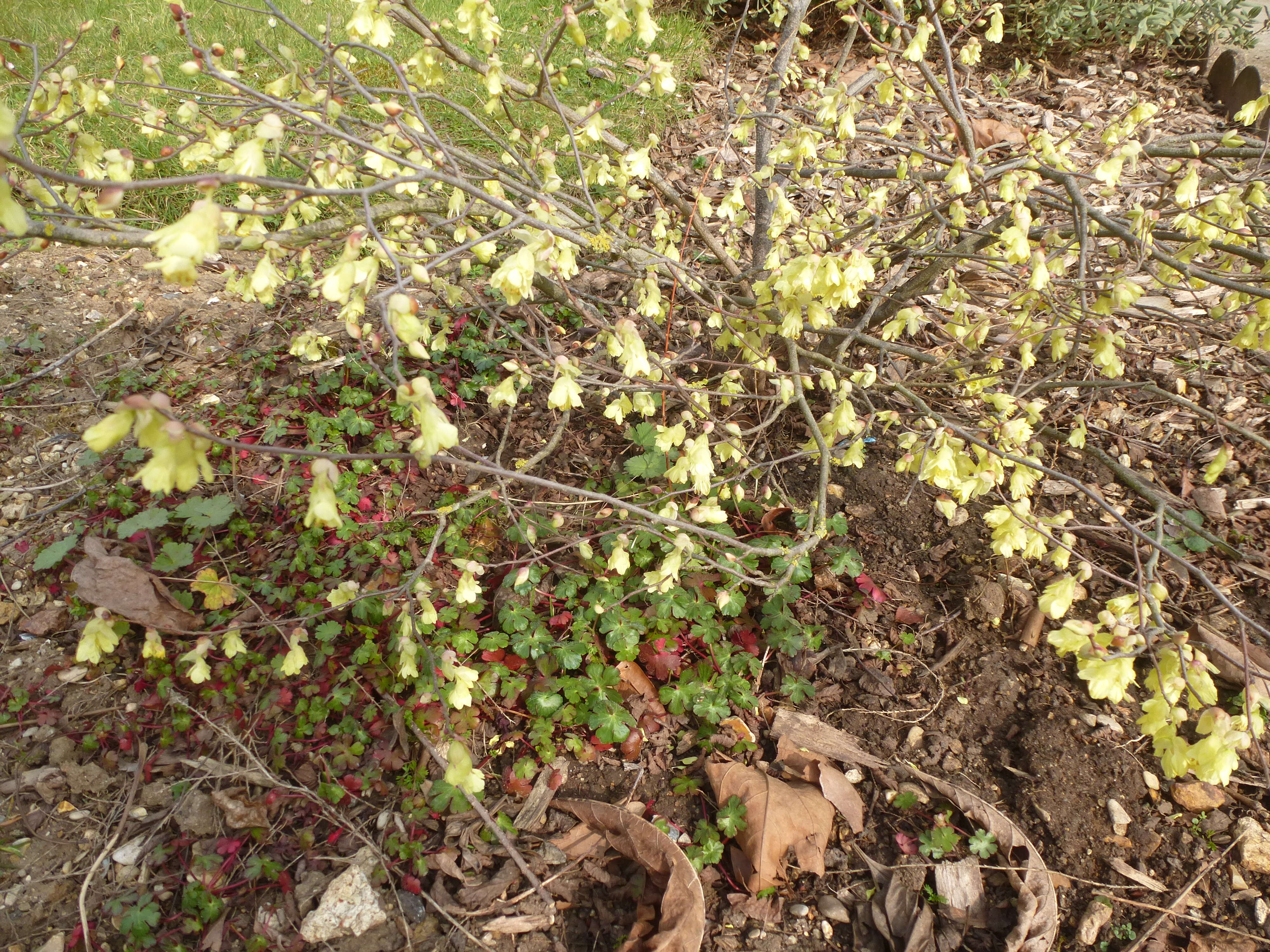 Image of Buttercup winter-hazel