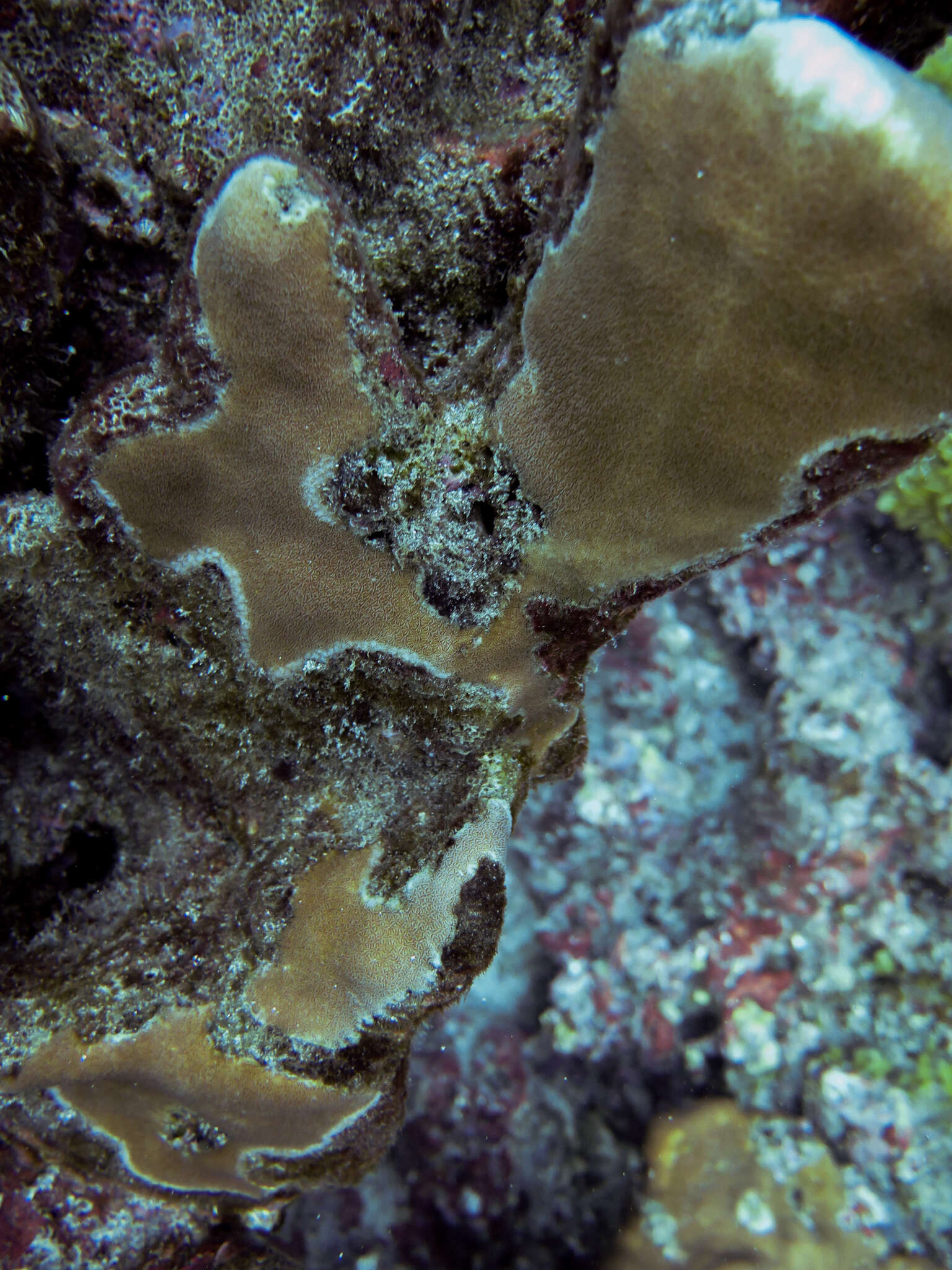 Image of Pavona coral