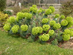 Image of Albanian spurge