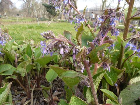 Image of Trachystemon orientalis