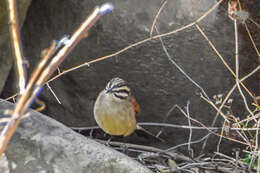 Image of Emberiza capensis reidi (Shelley 1902)