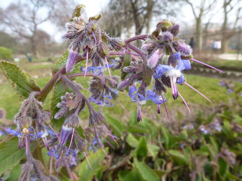 Image of Trachystemon orientalis