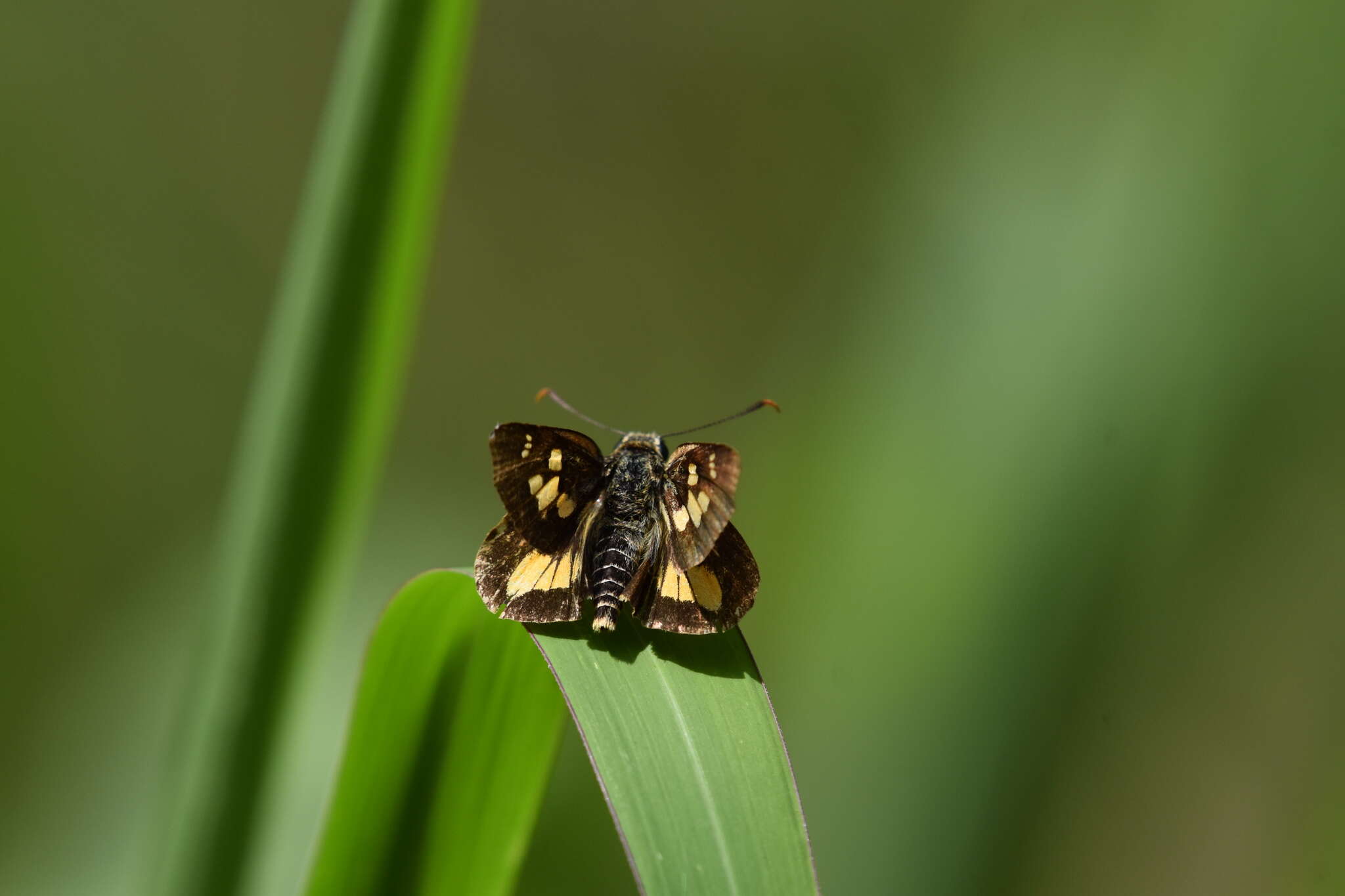 Image of Trapezites eliena Hewitson 1868