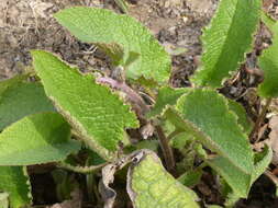 Image of Trachystemon orientalis