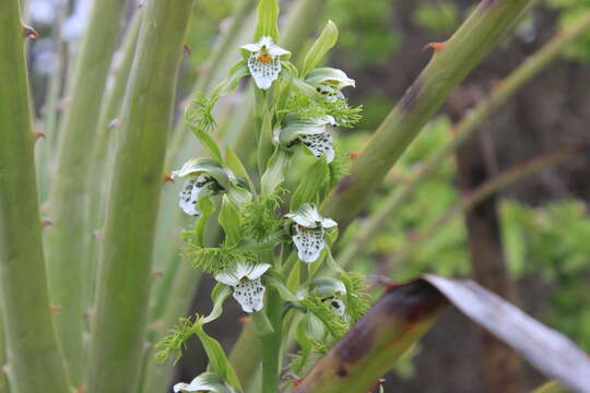 Bipinnula fimbriata (Poepp.) I. M. Johnst. resmi