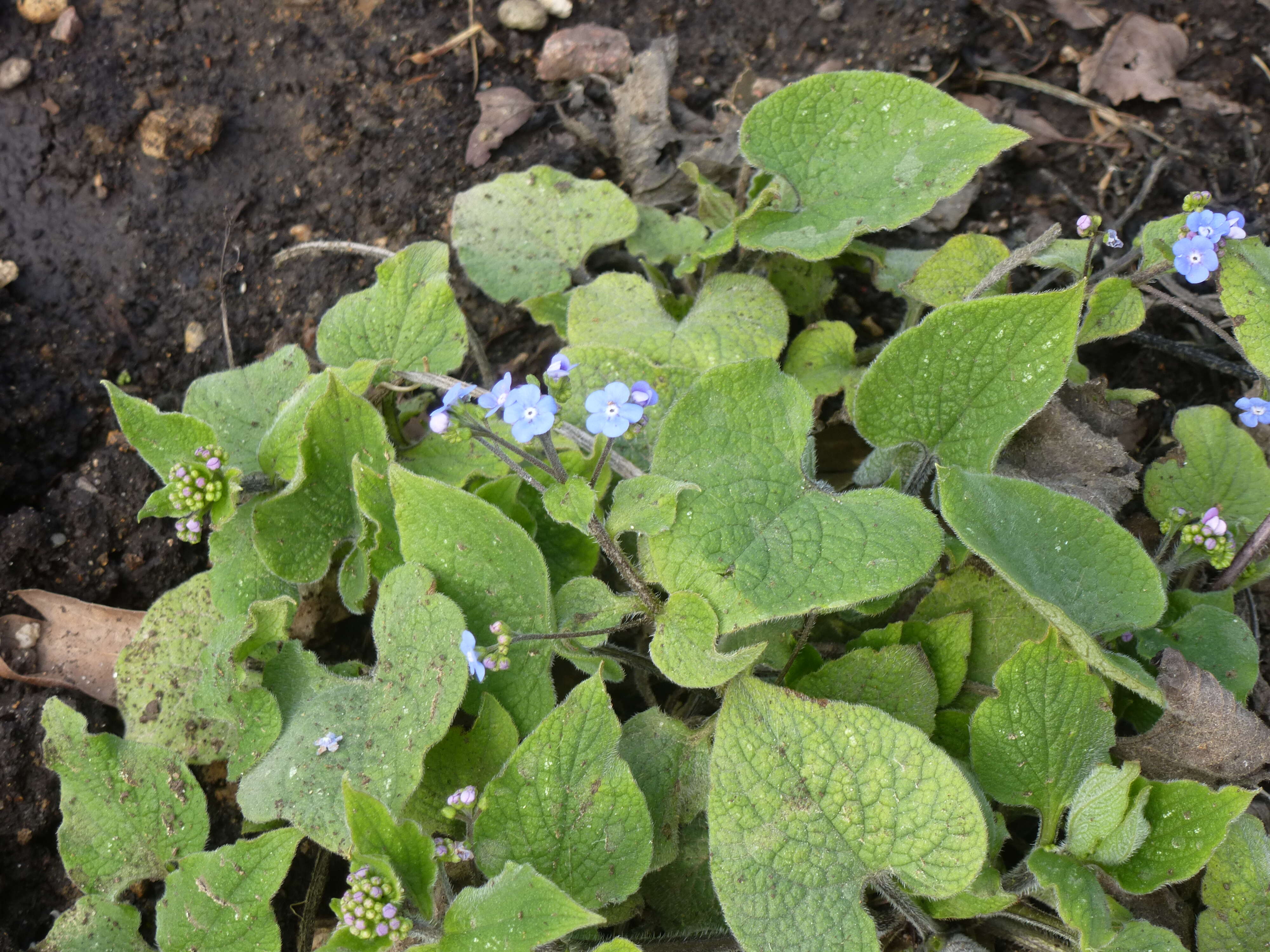 Brunnera macrophylla (Adams) I. M. Johnst. resmi