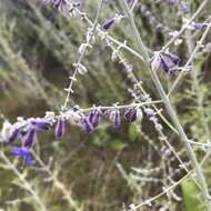 Plancia ëd <i>Salvia yangii</i>