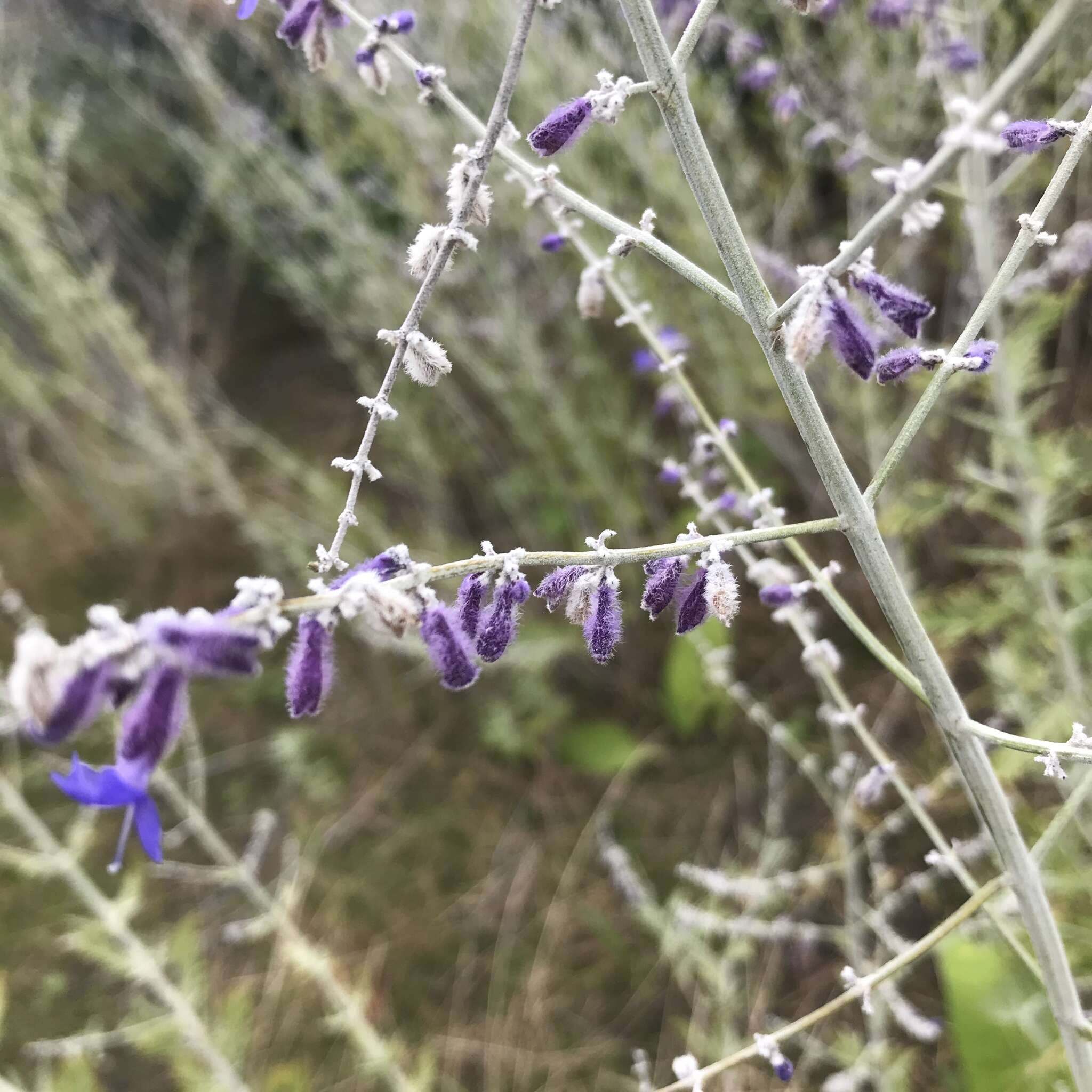 Image of <i>Salvia yangii</i>