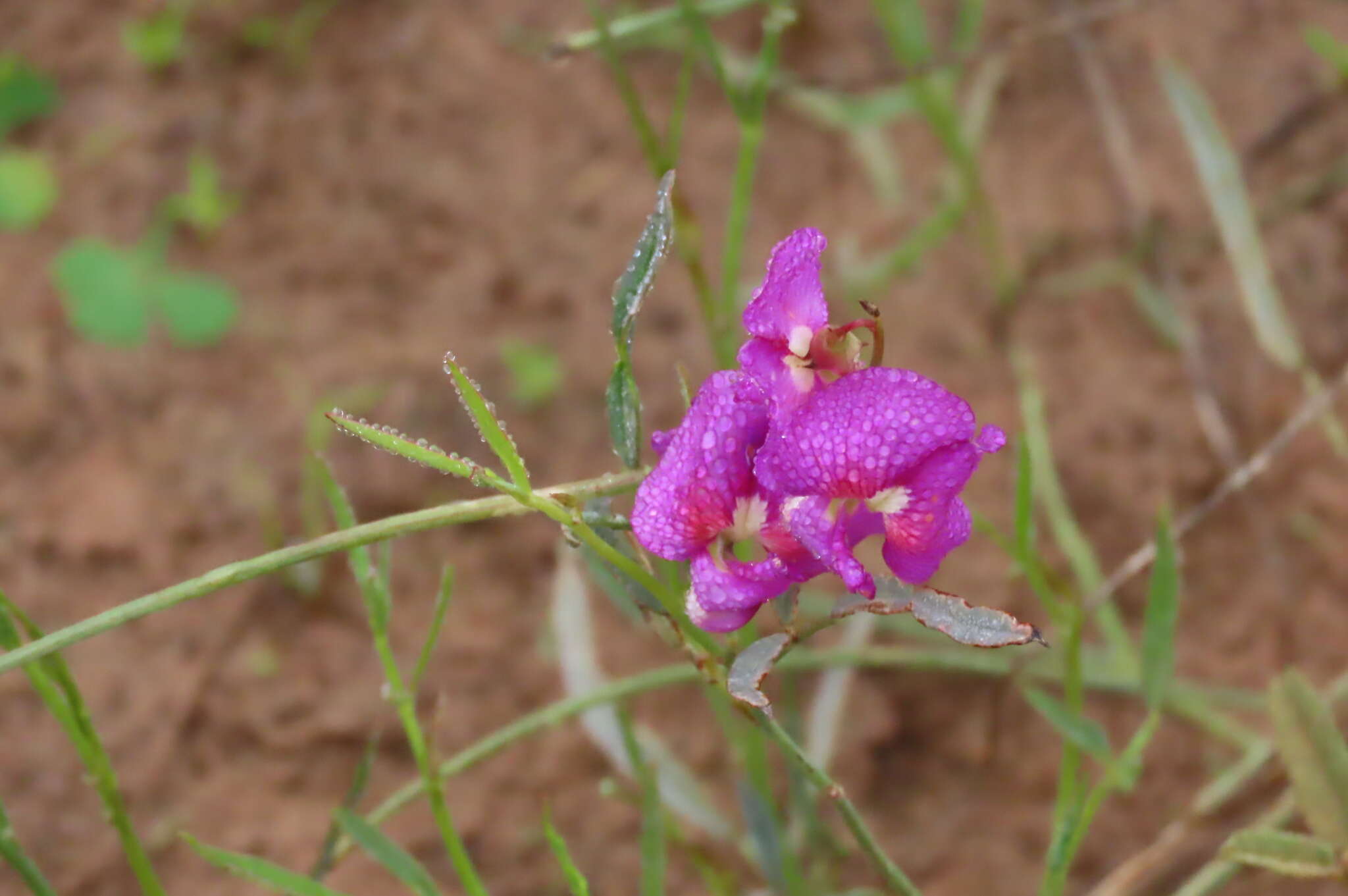 Image of Swainsona campylantha F. Muell.