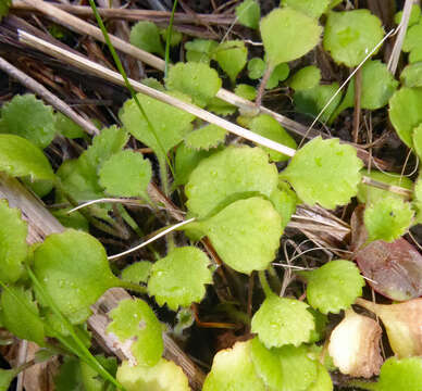 Image of Leptinella rotundata (Cheeseman) D. G. Lloyd & C. J. Webb