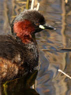 Image of Little Grebe