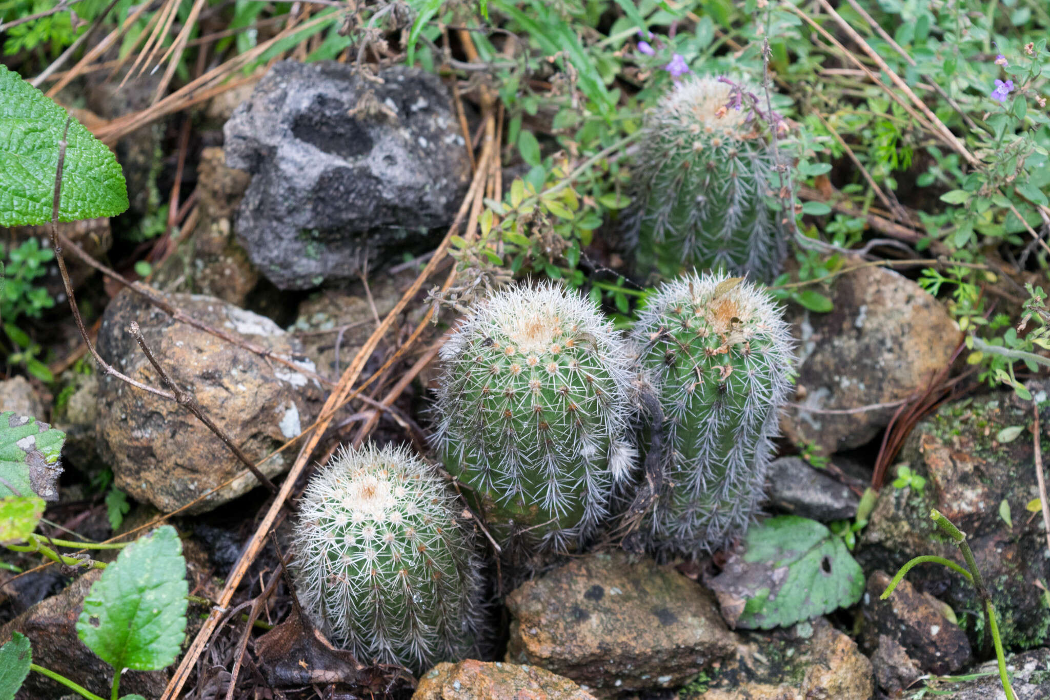 Image de Echinocereus acifer (Otto ex Salm-Dyck) Lem.