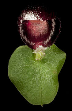 Plancia ëd Corybas recurvus D. L. Jones