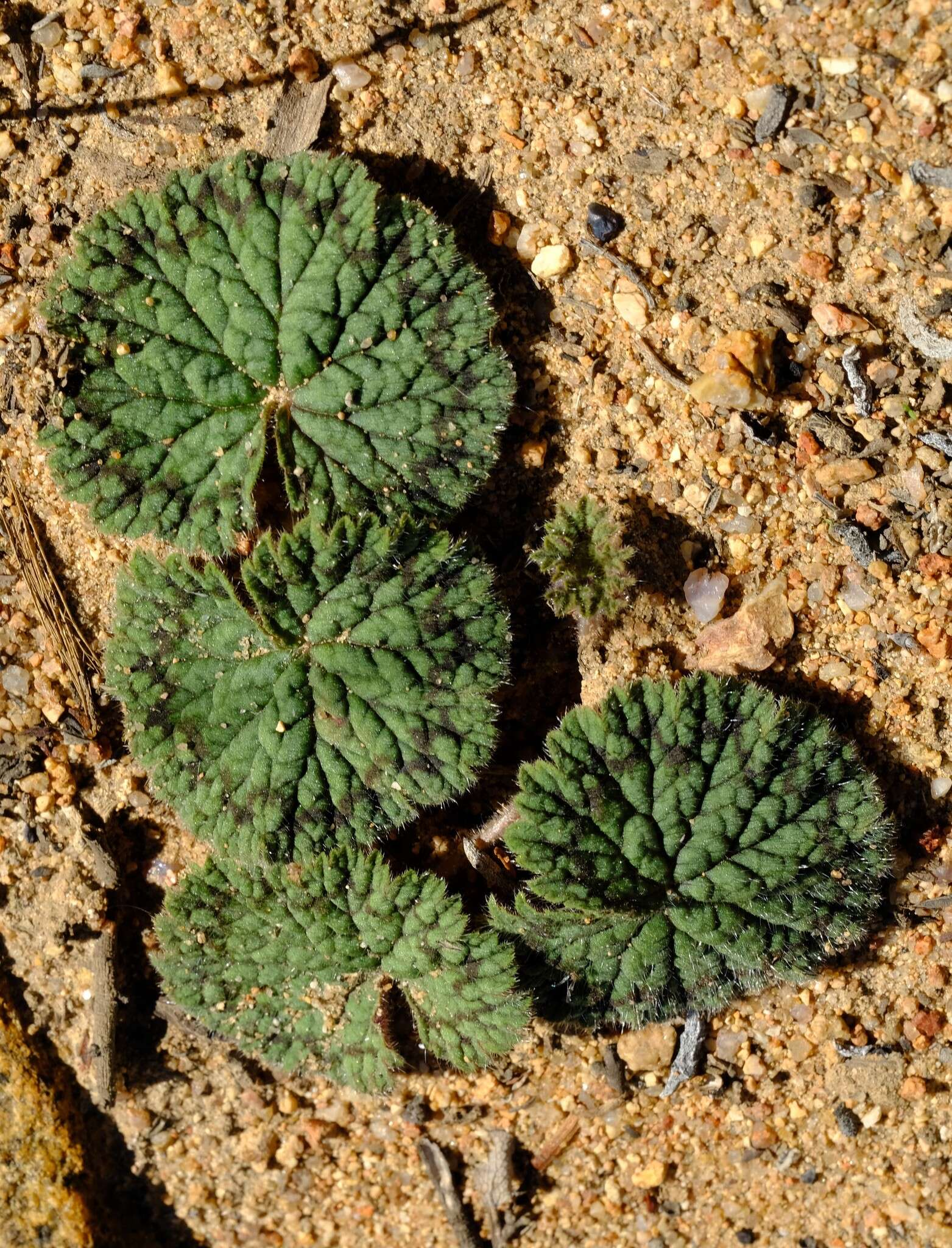 Image of Pelargonium barklyi S. Elliot