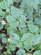 Imagem de Mertensia platyphylla A. A. Heller