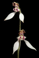 Image of Swamp bunny orchid