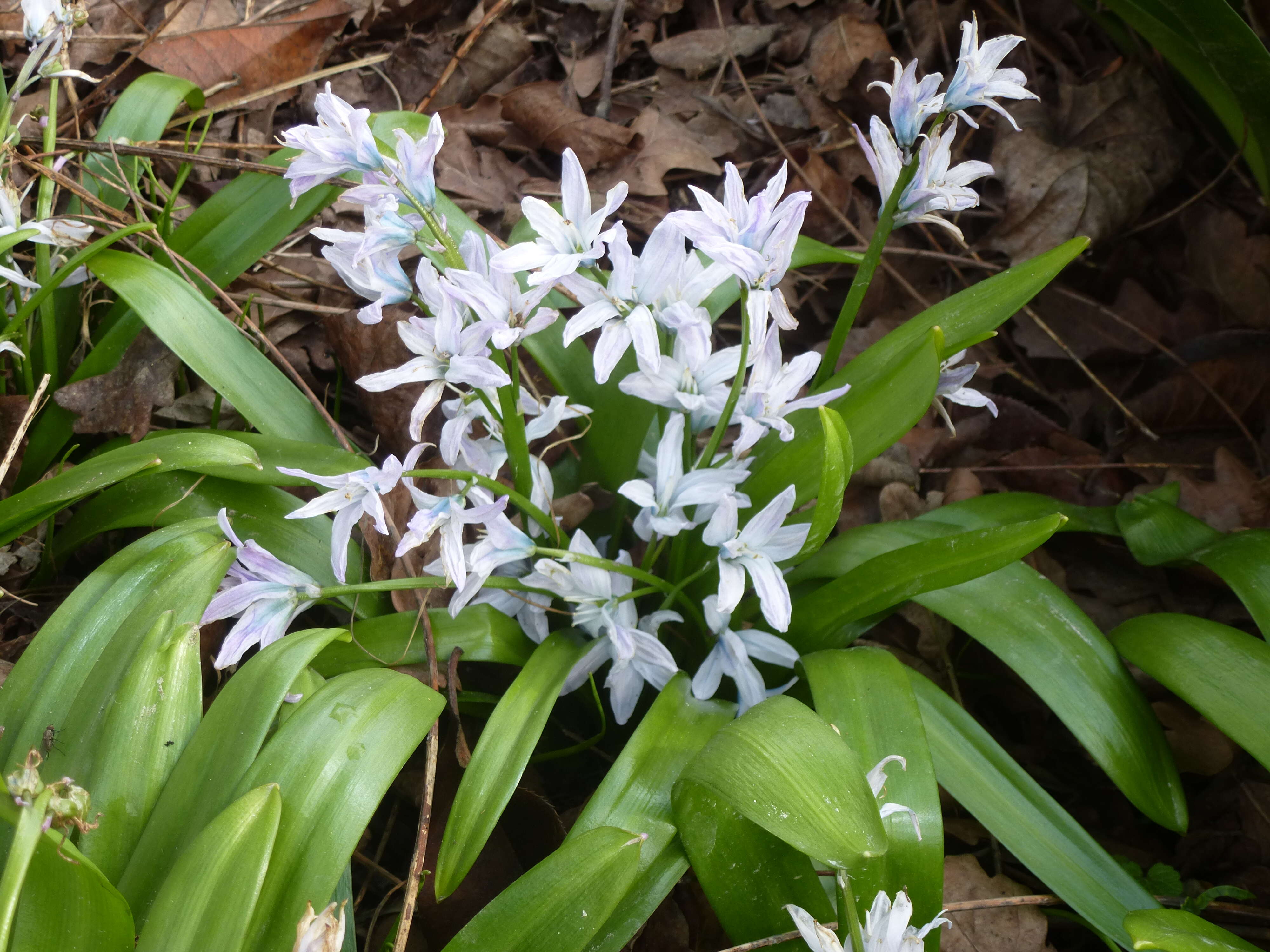 Image of Scilla mischtschenkoana Grossh.