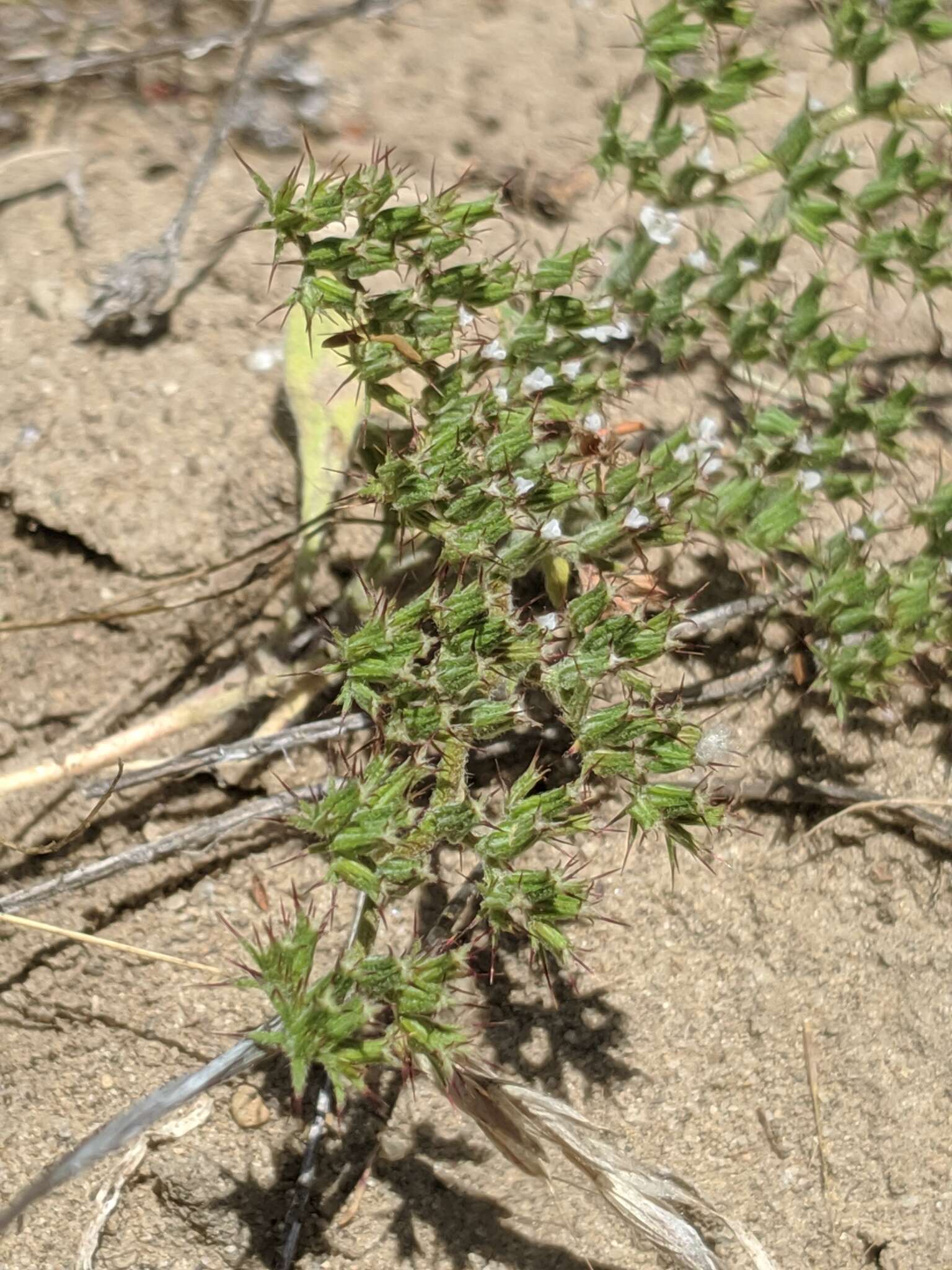 Image de Chorizanthe obovata Goodman