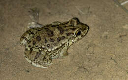 Слика од Leptodactylus bufonius Boulenger 1894