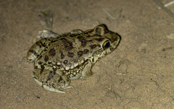 Image of Leptodactylus bufonius Boulenger 1894