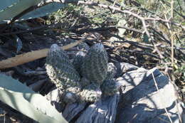 Image of Coryphantha durangensis subsp. durangensis