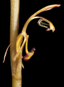 Image of Elbow orchids