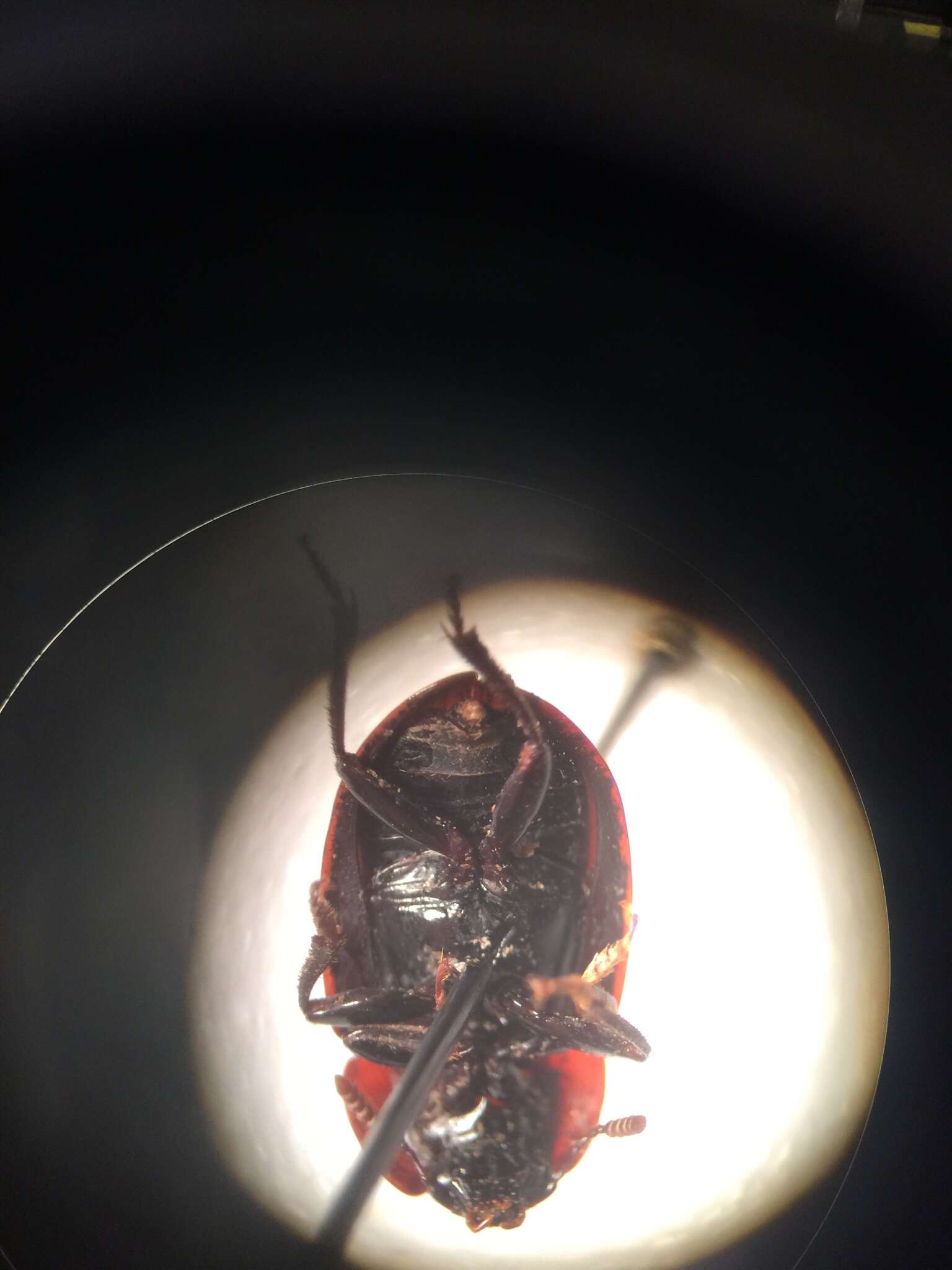 Image of Necrophilus