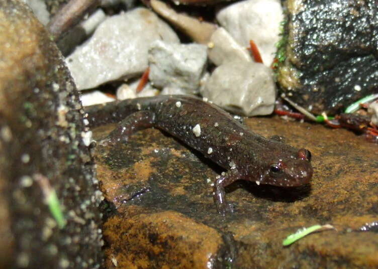 Image of Cumberland Dusky Salamander