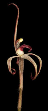 Image of Winter spider orchid