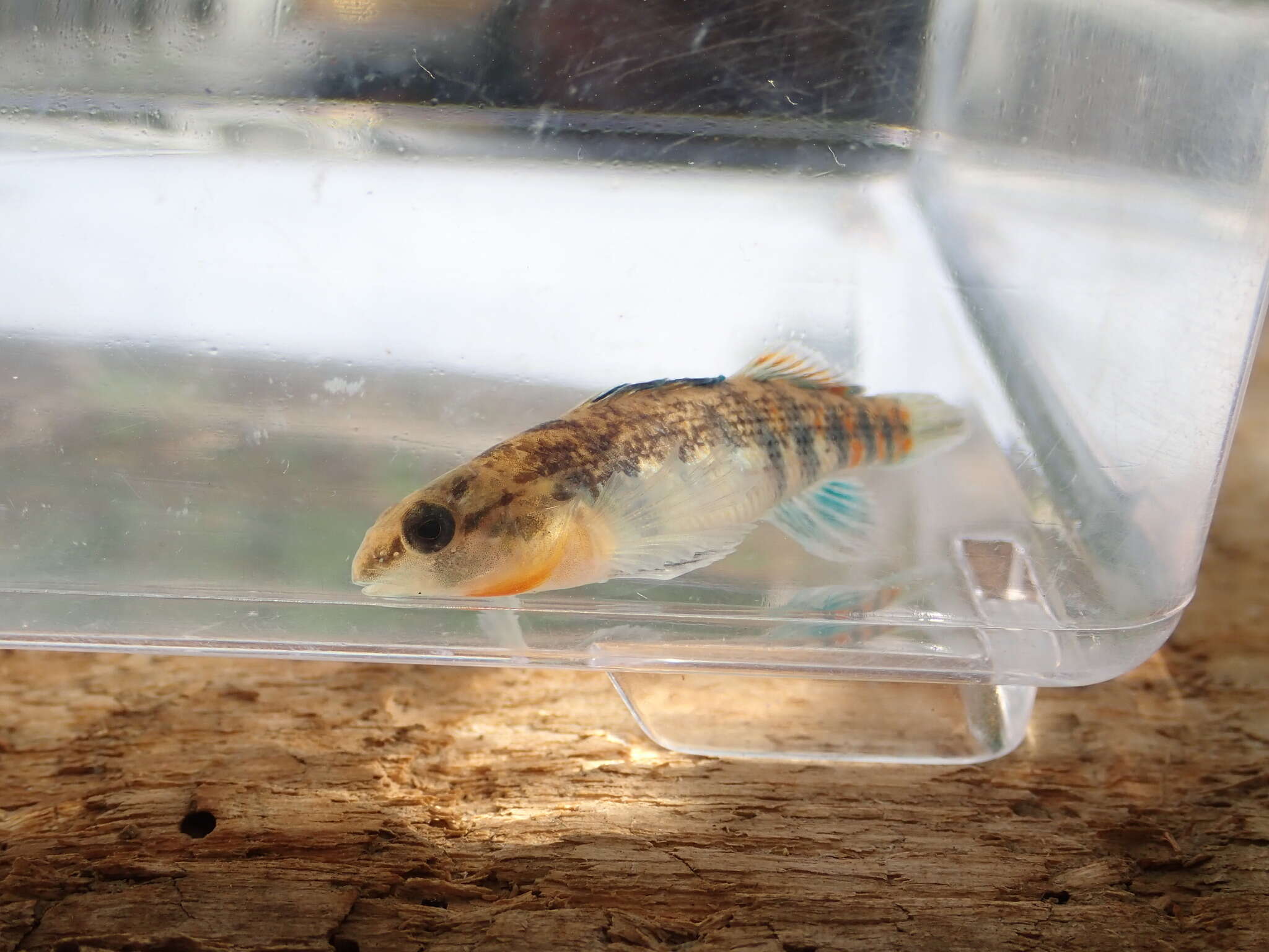 Image of Headwater Darter
