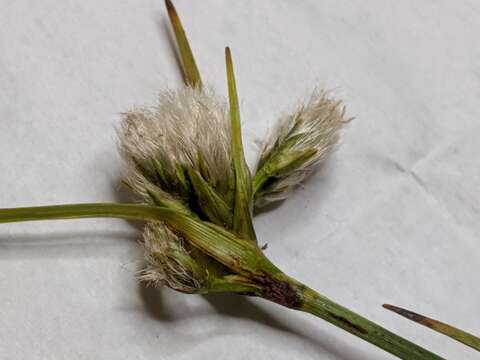 Image of Green-keeled cottongrass