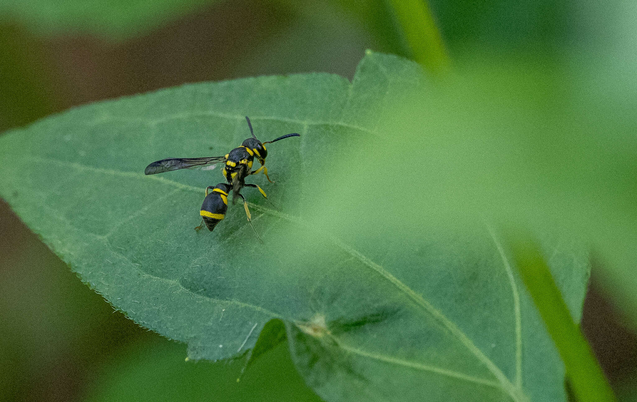 Image of Apodynerus flavospinosus (Giordani Soika 1986)